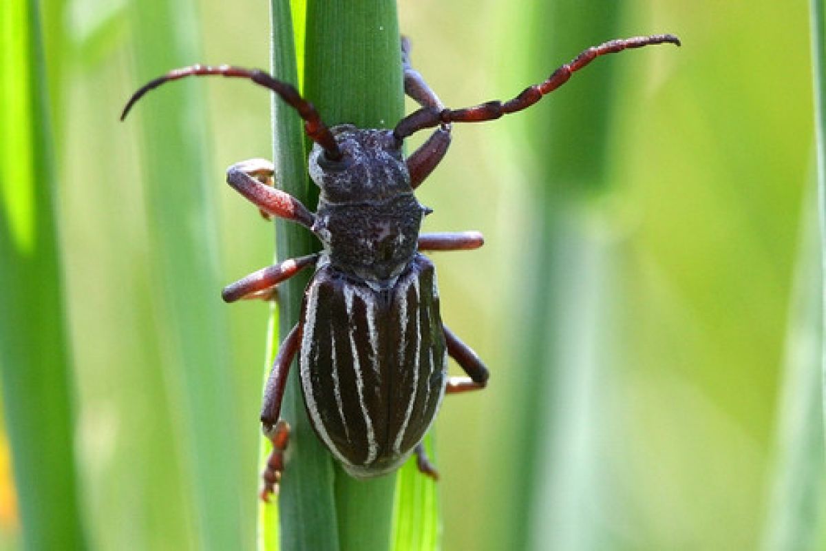 Eodorcadion carinatum blessigi