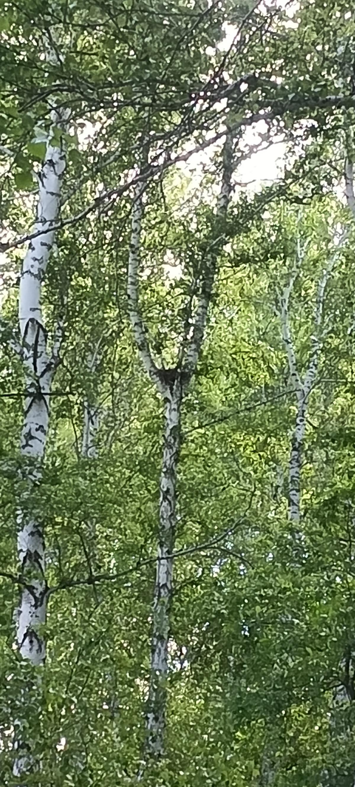 Коршун