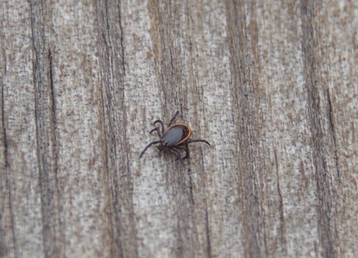 Ixodes