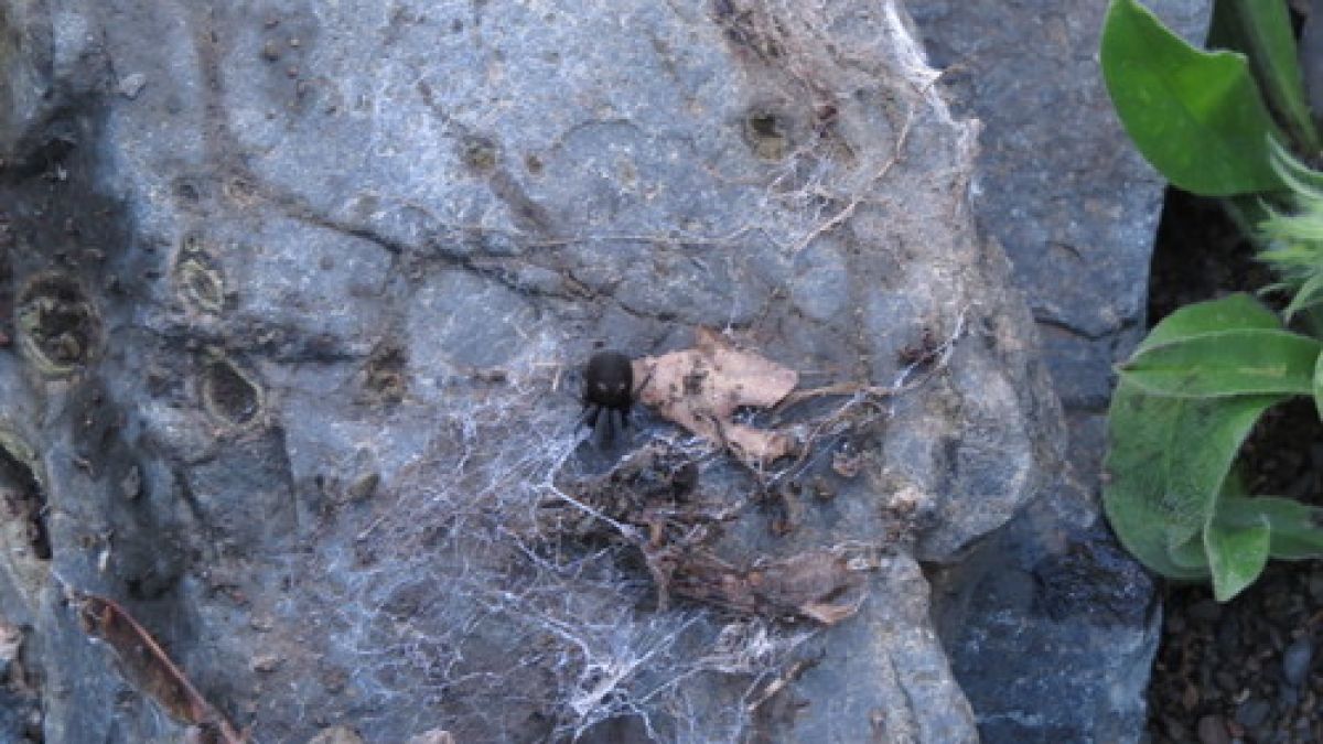 Titanoeca