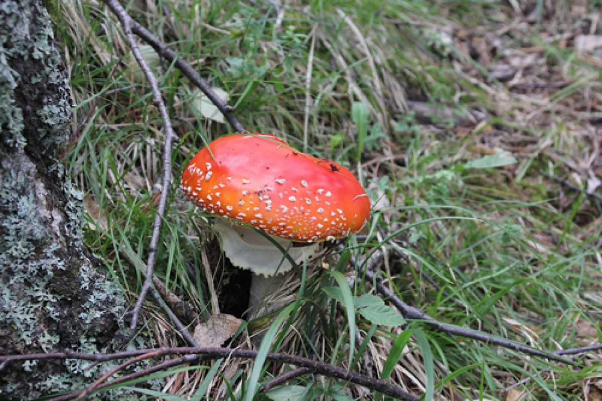 Мухомор красный