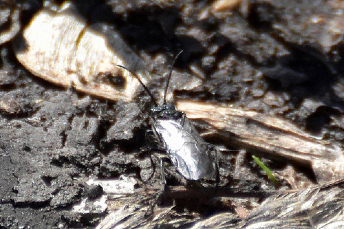 Dolerus
