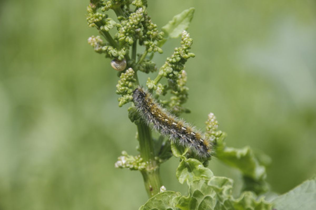 Diacrisia