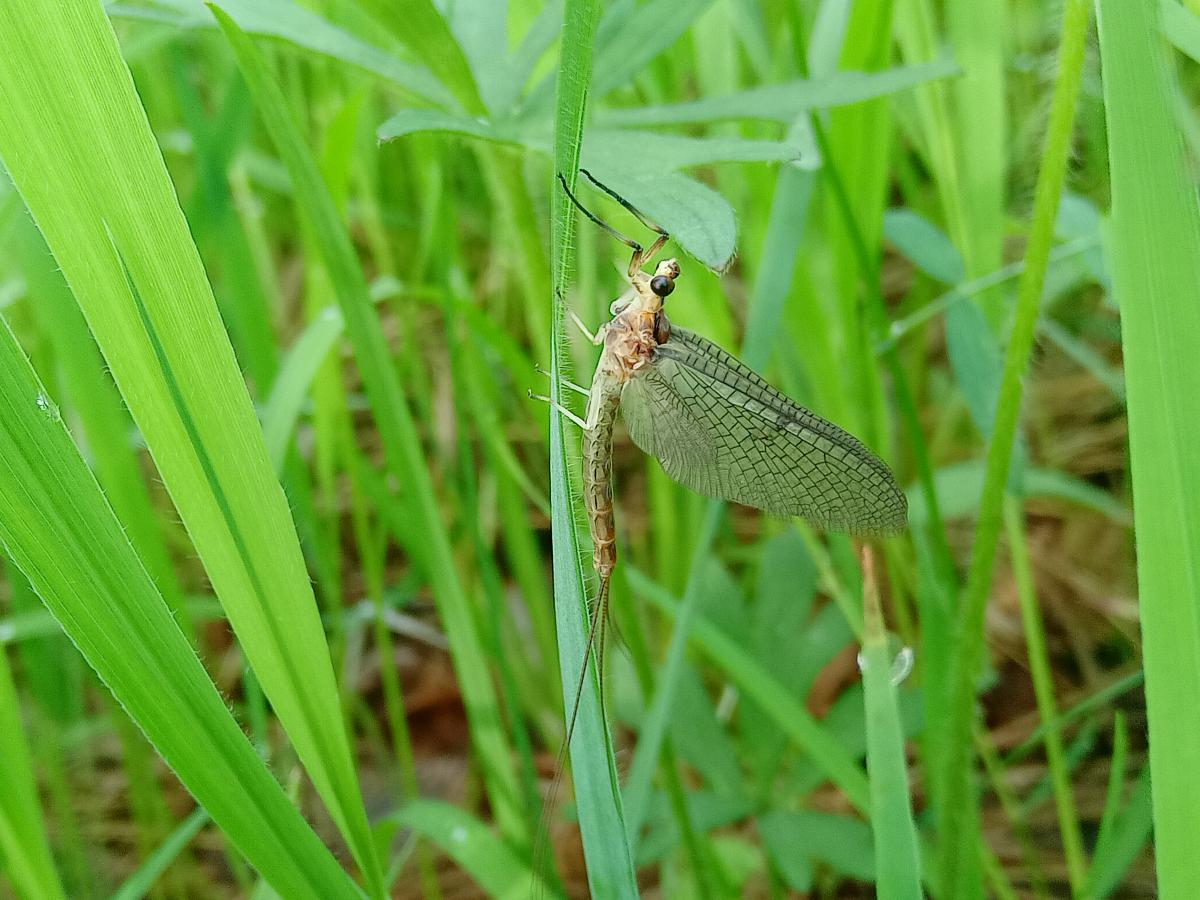 Подёнки