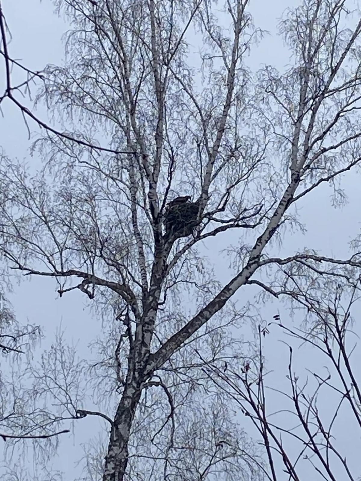 Гнездо коршуна