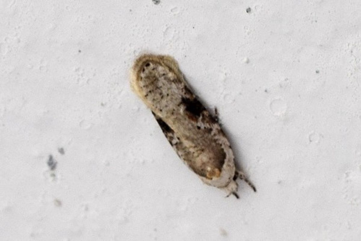 Poison hemlock moth