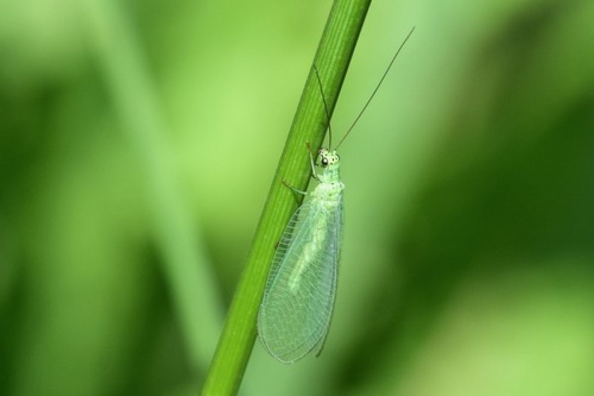 Chrysopinae