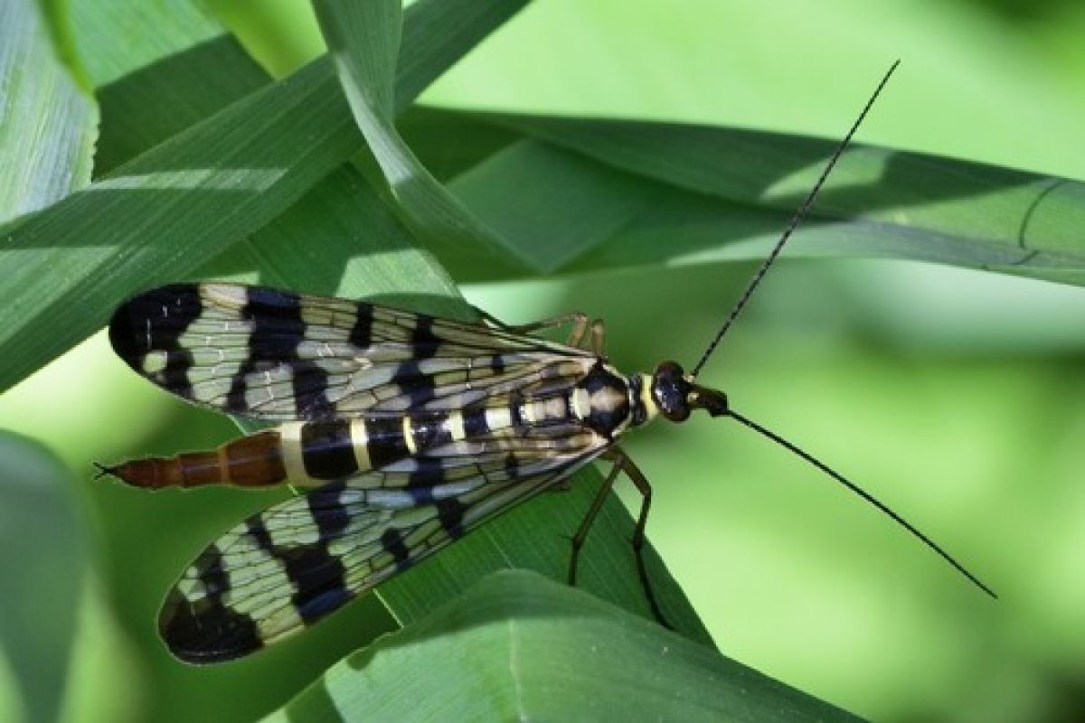 Panorpa vulgaris