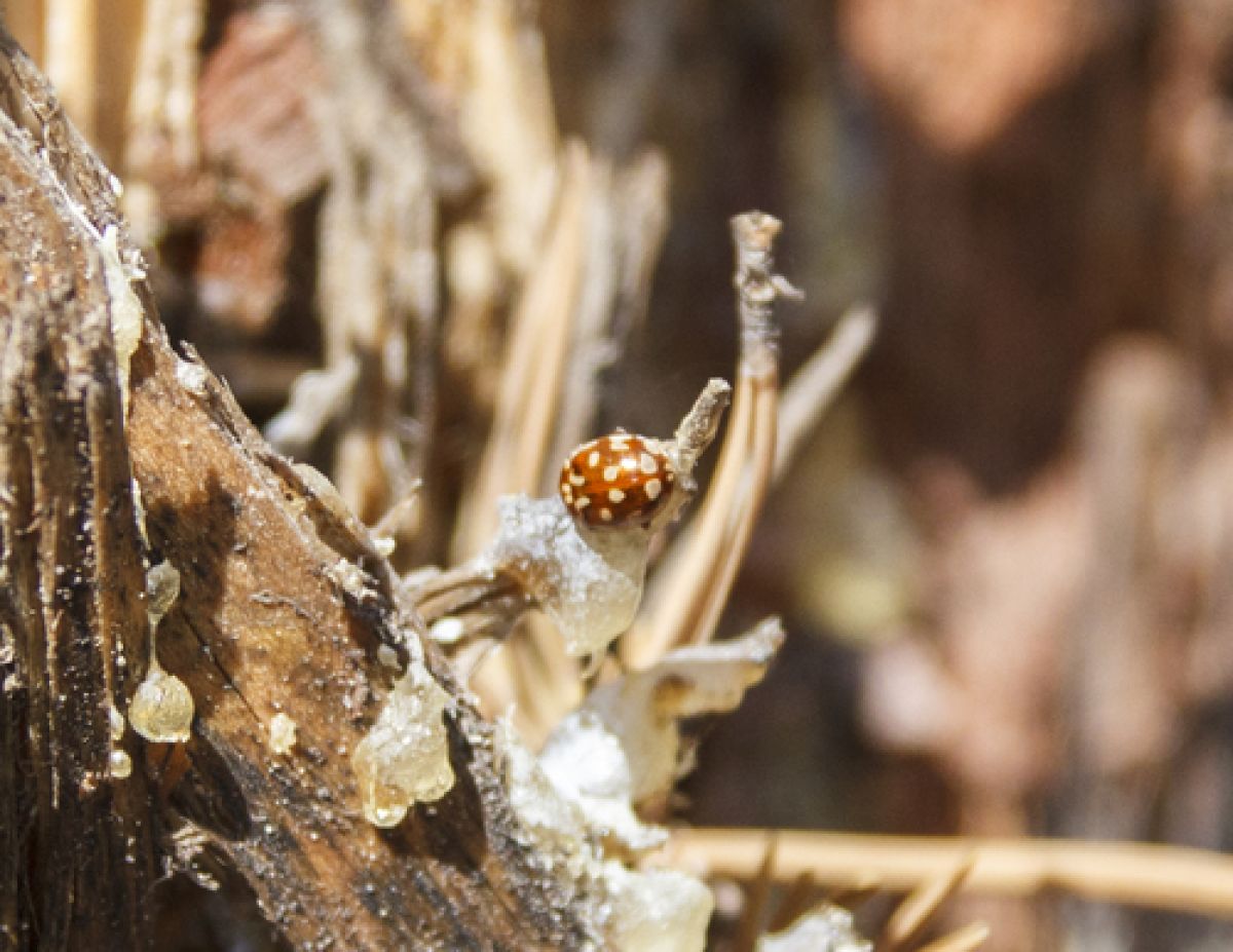 Myrrha octodecimguttata octodecimguttata