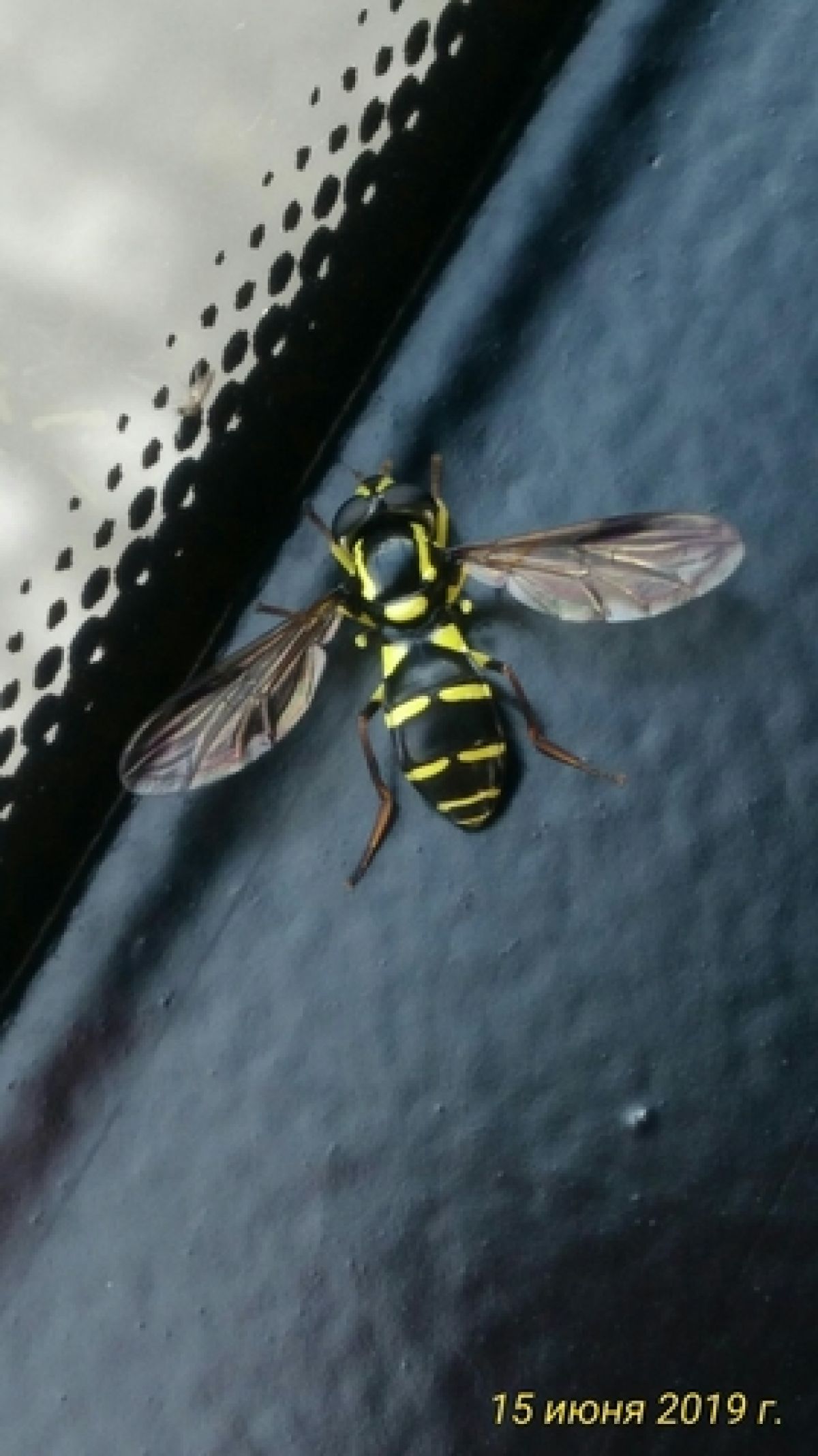 Xanthogramma