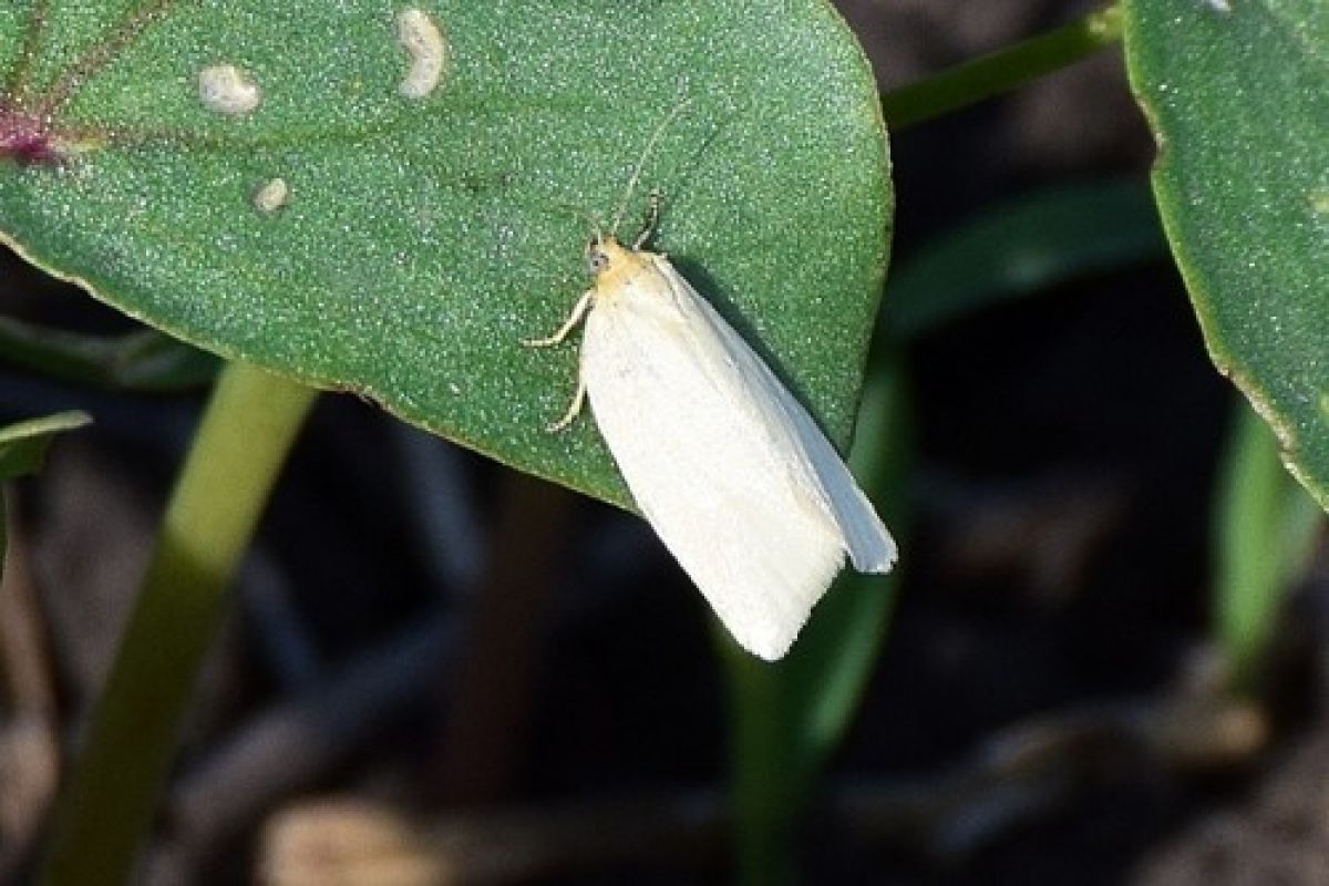 Aphelia