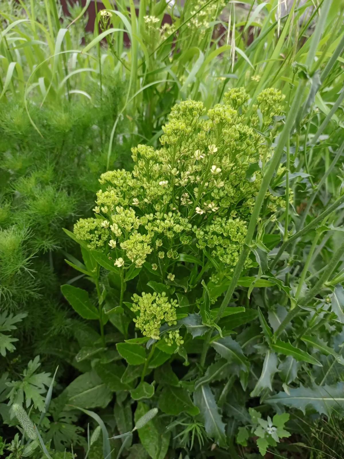 Сердечница крупковидная (Кардария крупковая, Кардария крупковидная, Кардария обыкновенная, Клоповник крупковидный, Сердечница крупковая)