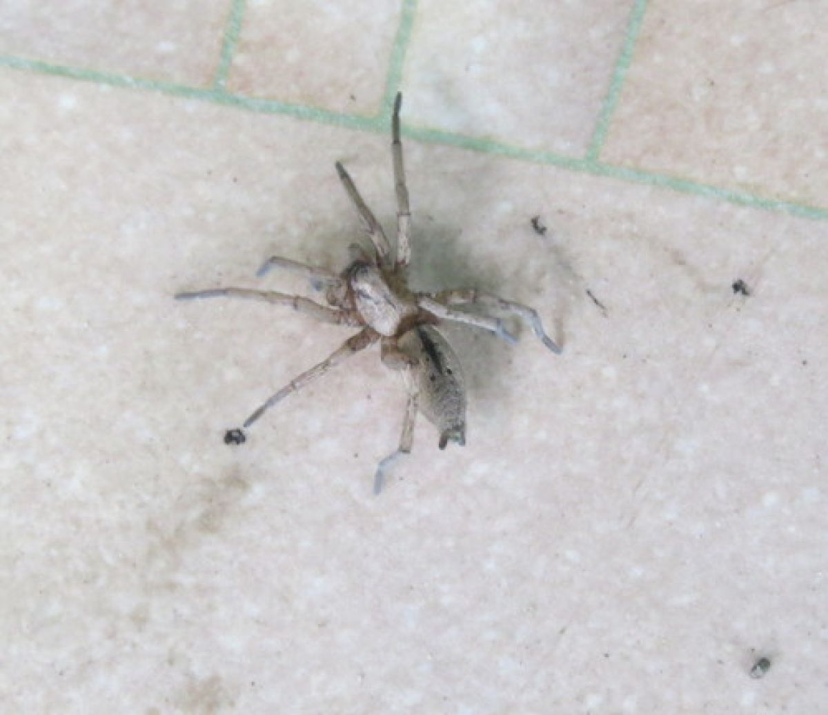 Drassodes