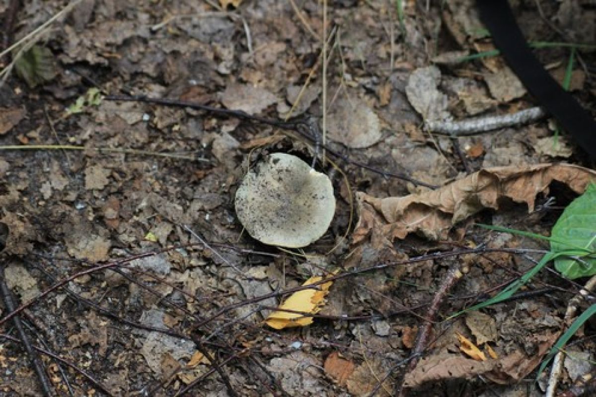 Ampulloclitocybe