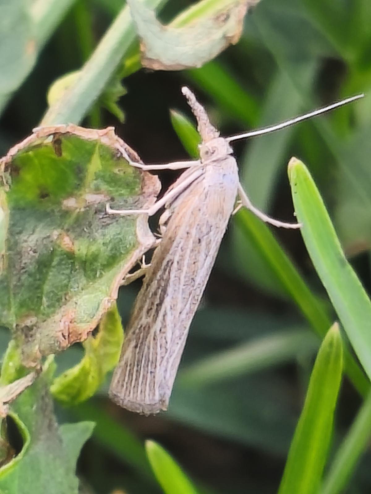 lat:agriphila straminella