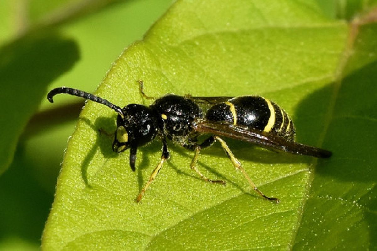 Symmorphus