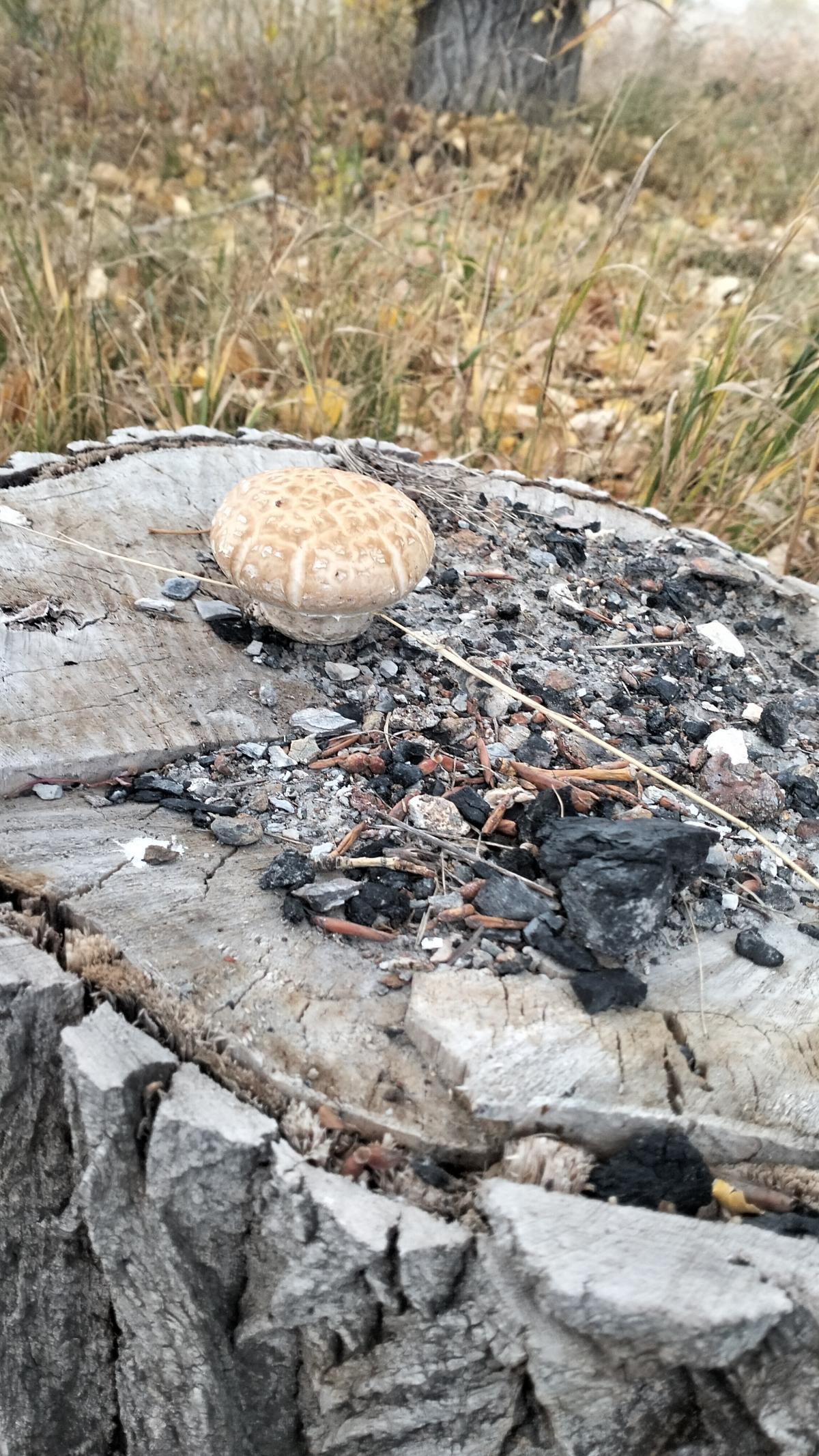 Чешуйчатка разрушающая