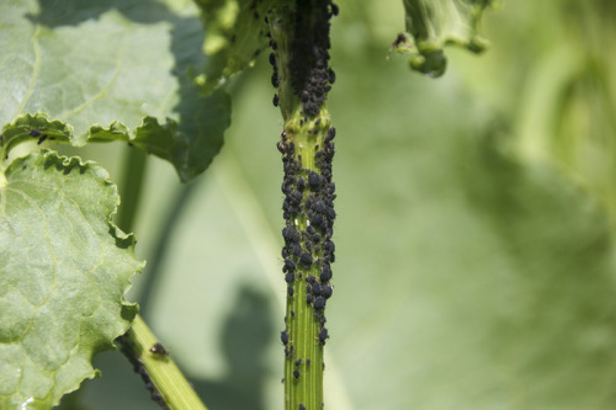 Aphis