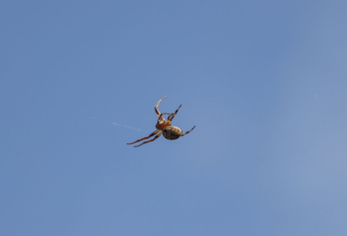 Larinioides cornutus