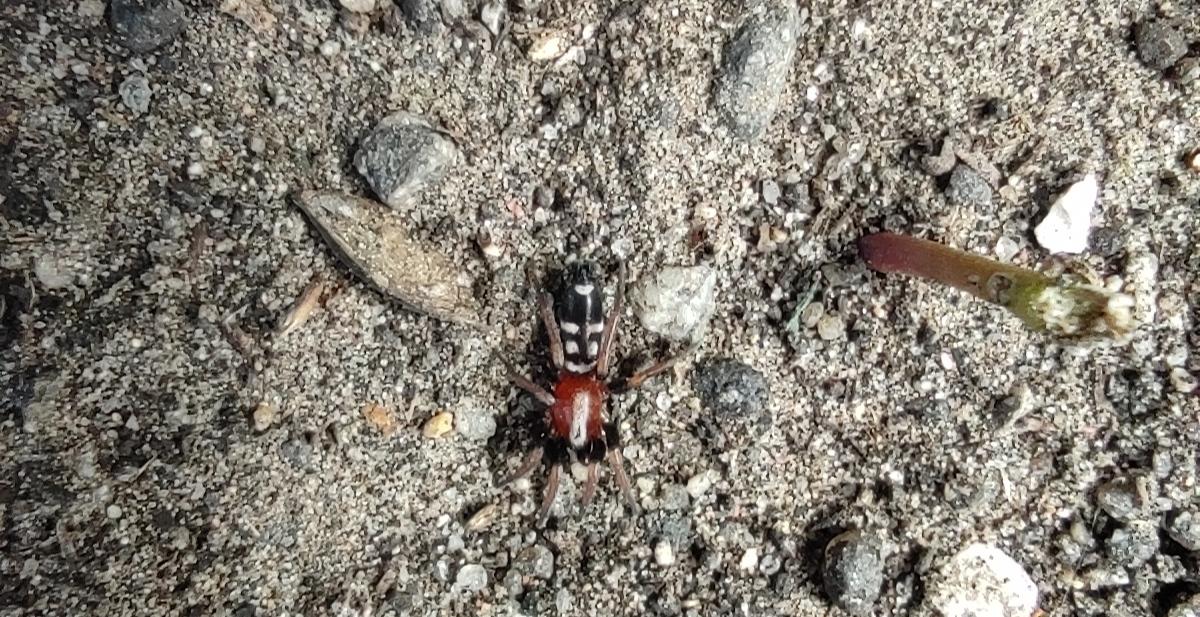 Poecilochroa variana