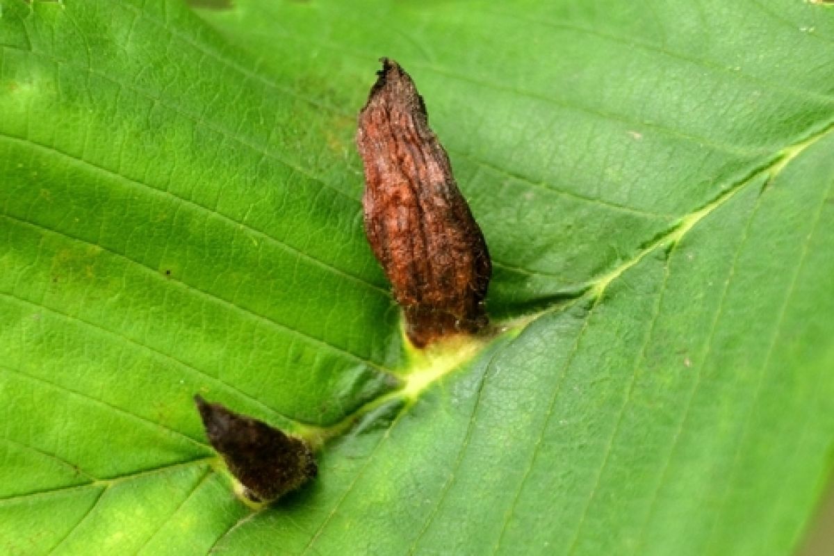 Eriosomatini