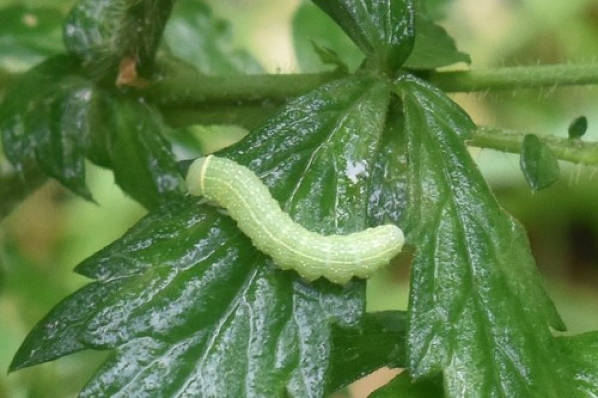 Pseudoips