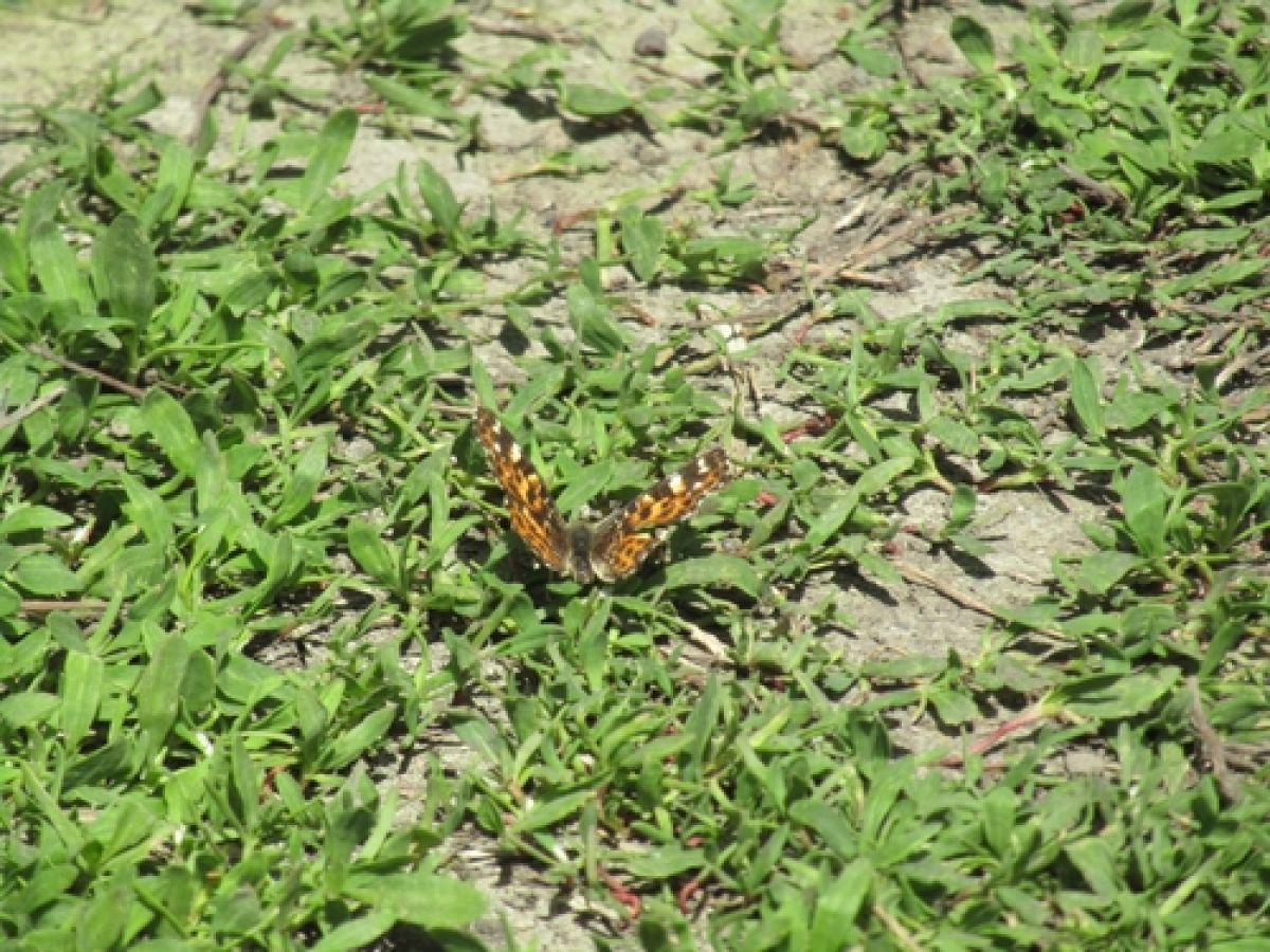 Nymphalini