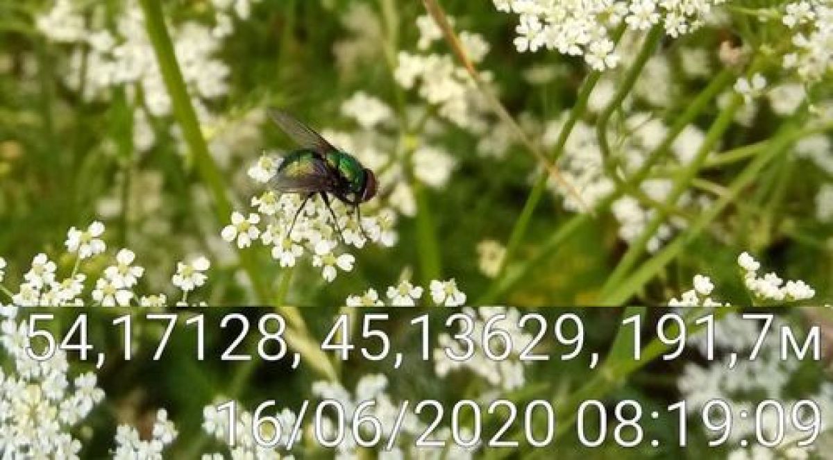 Calliphorinae