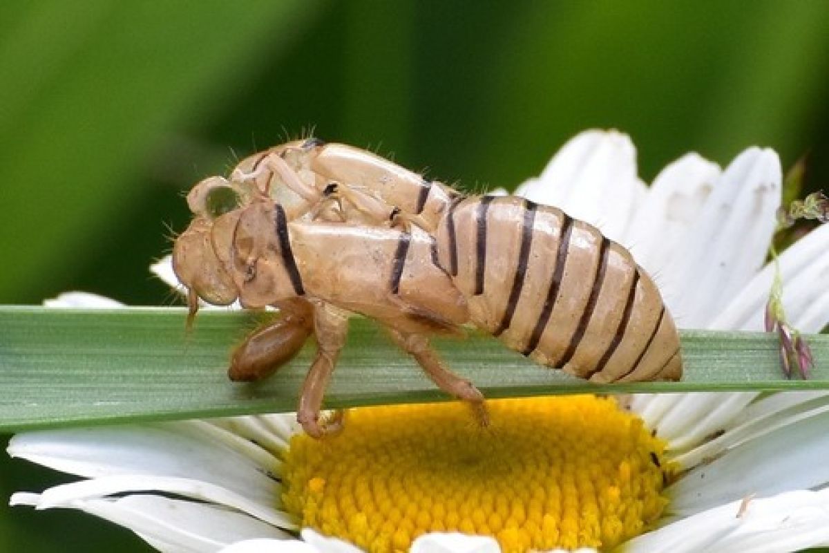 Cicadetta