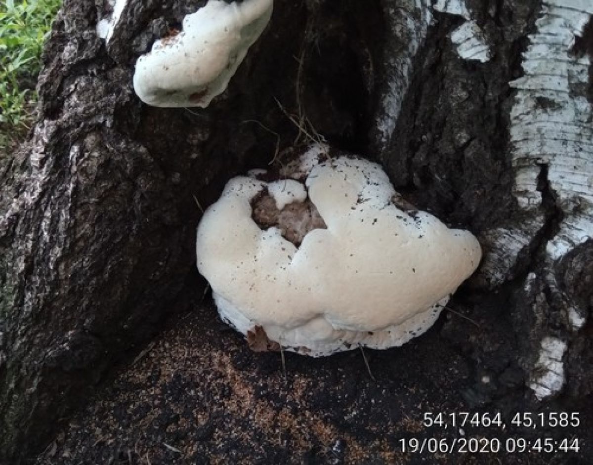 Elfvingia