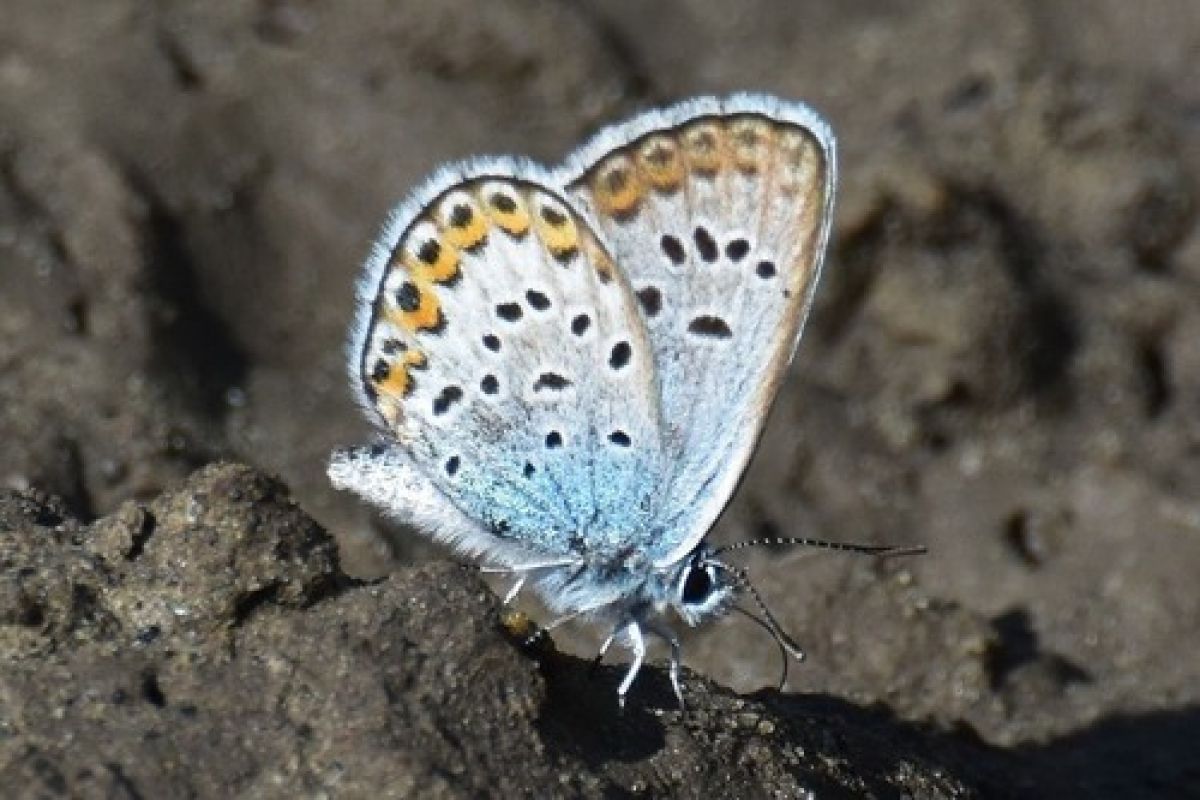 Plebejus