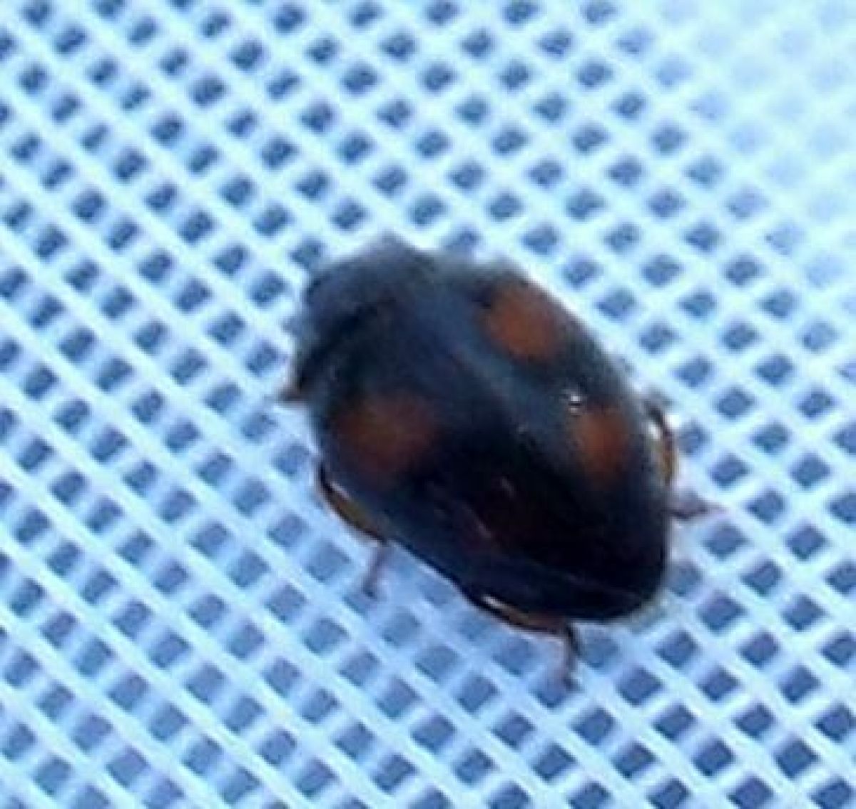 Scymnus frontalis