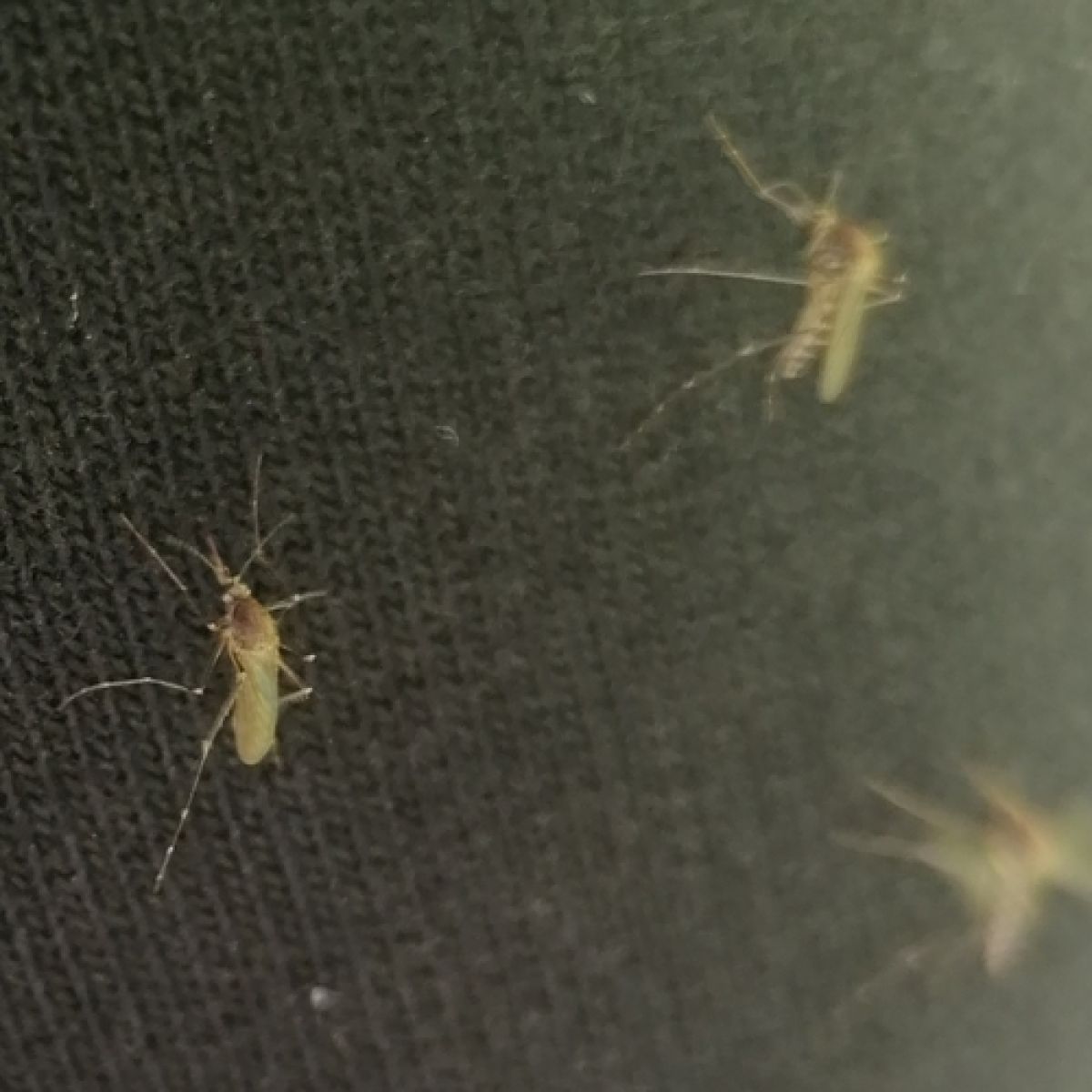 Culicinae