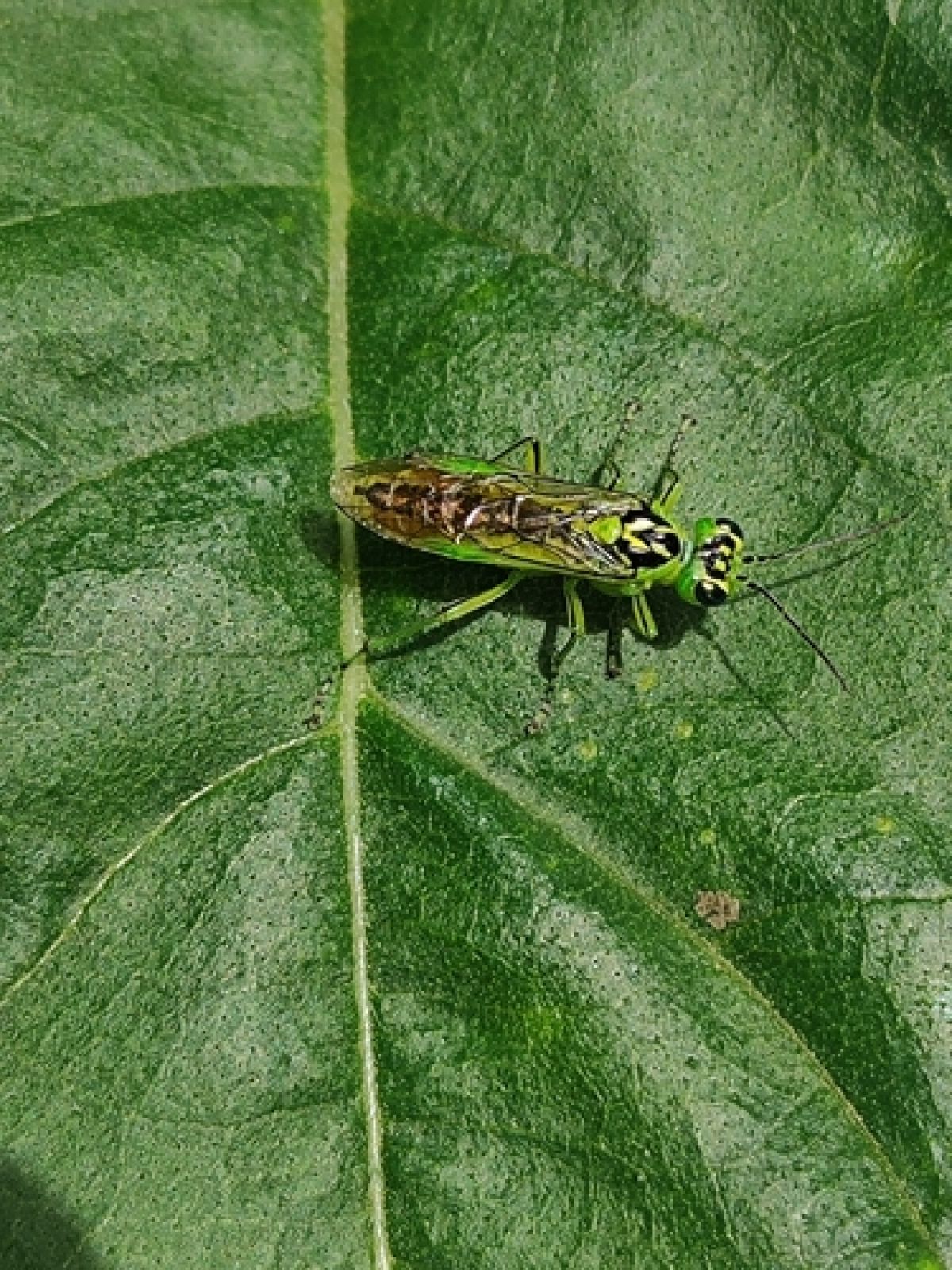 Narrow-striped Rhogogaster