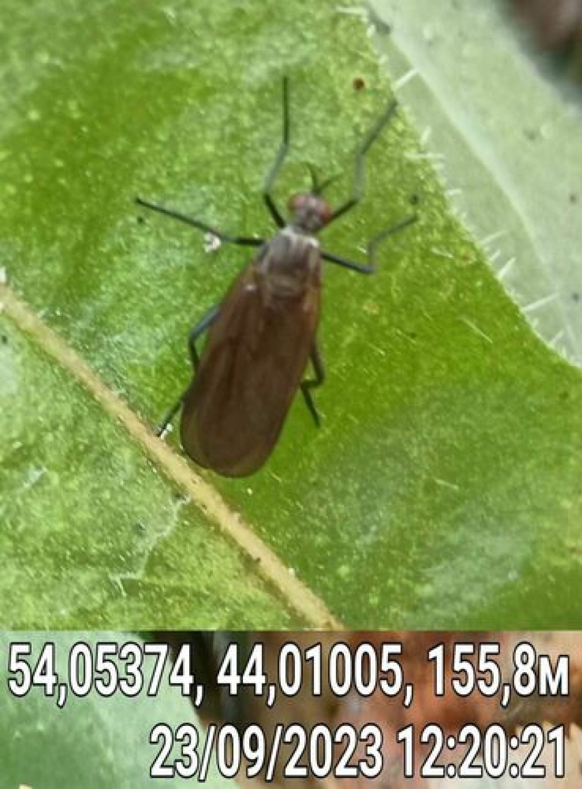 Empidoidea
