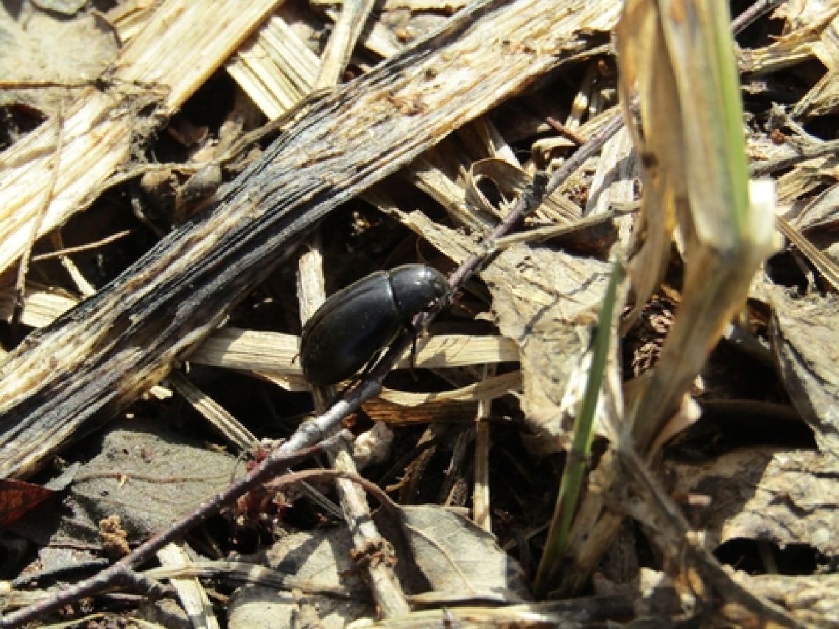 Hydrochara