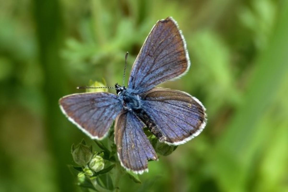 Polyommatina