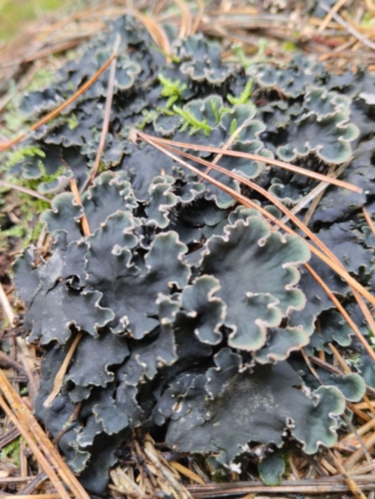 Пельтигера окаймлённая
