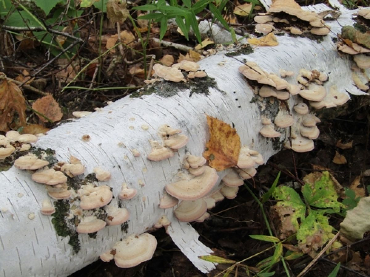 Trichaptum subchartaceum