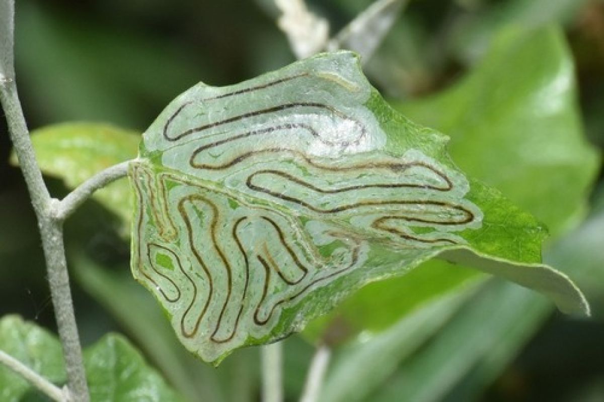 Phyllocnistis