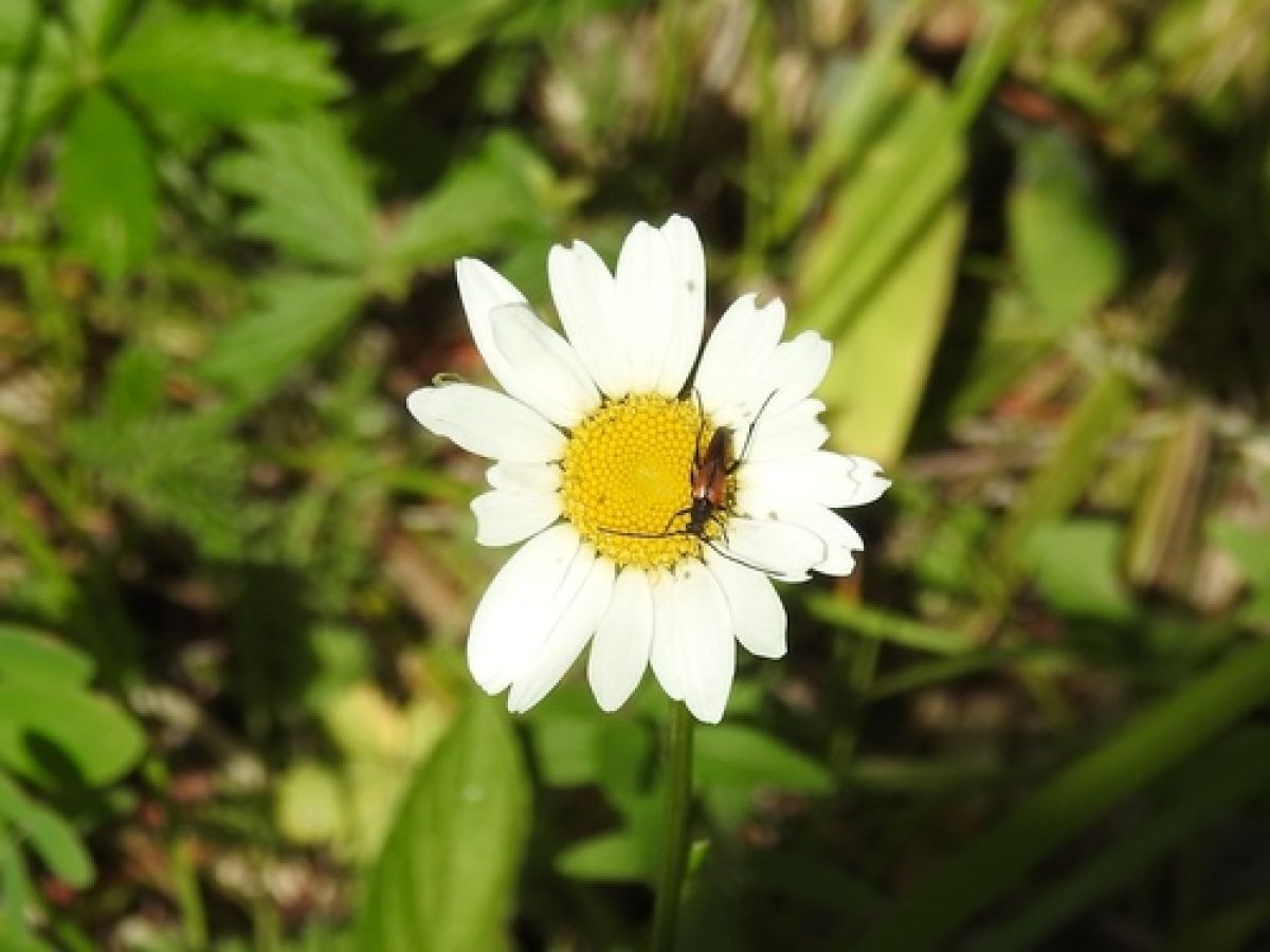 Stenurella
