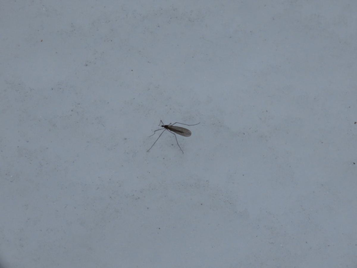 Trichocera annulata
