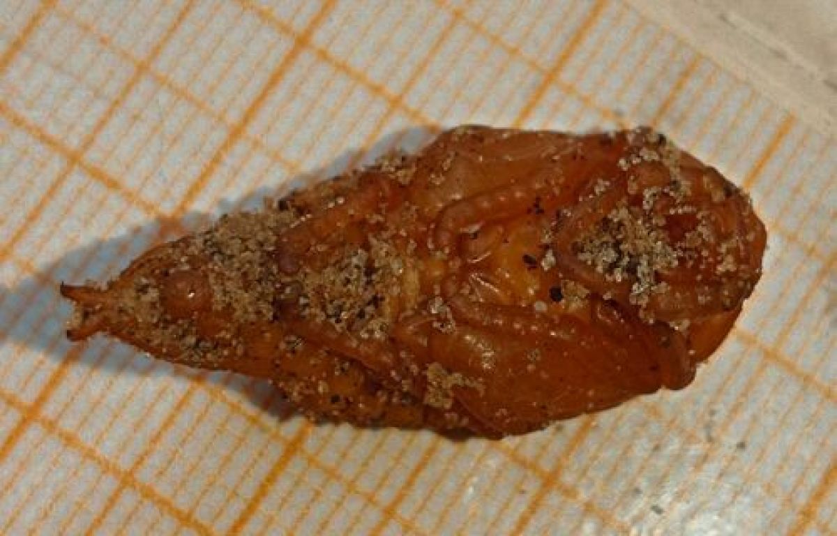 Скарабеиформные