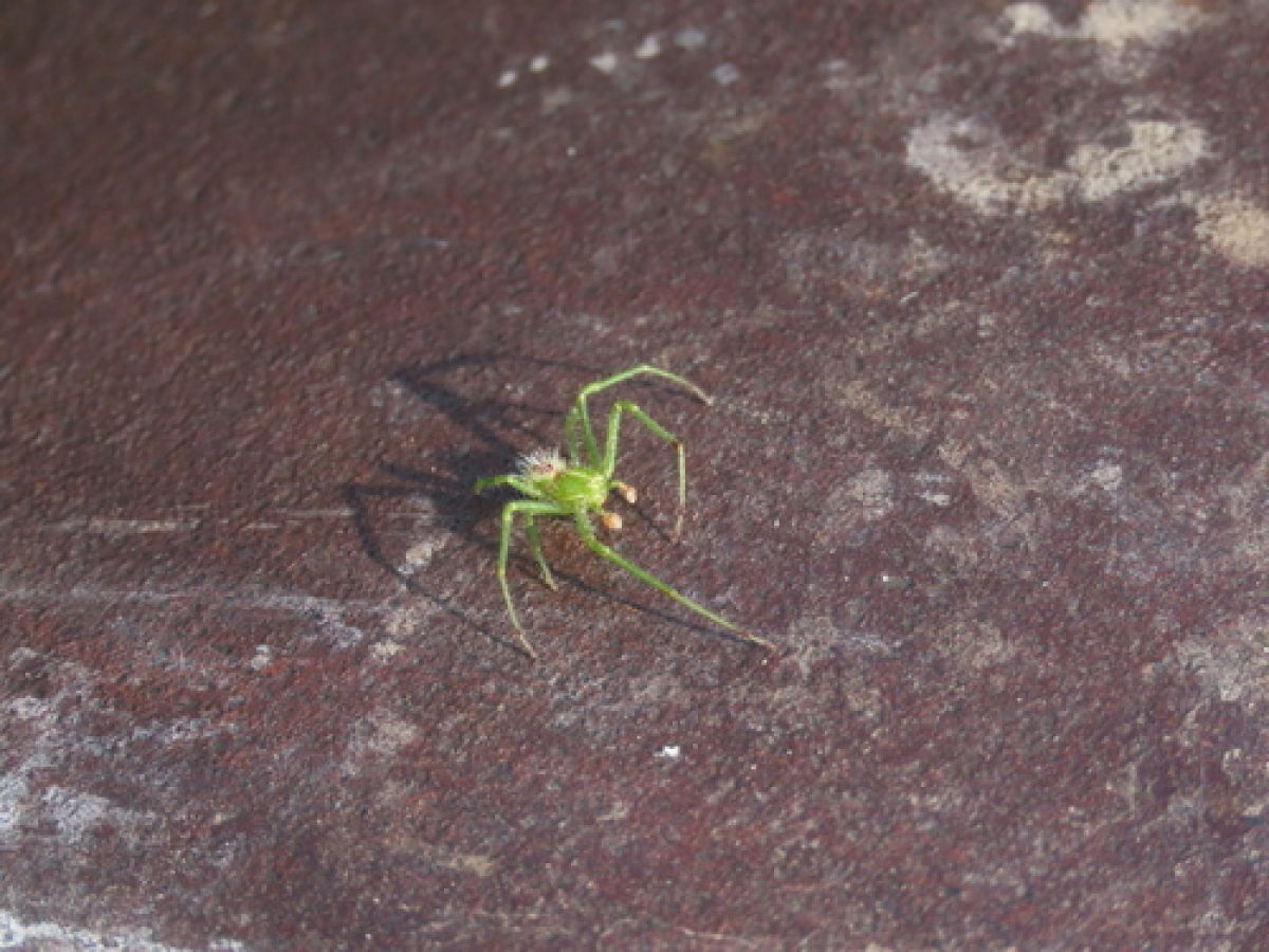 Heriaeus