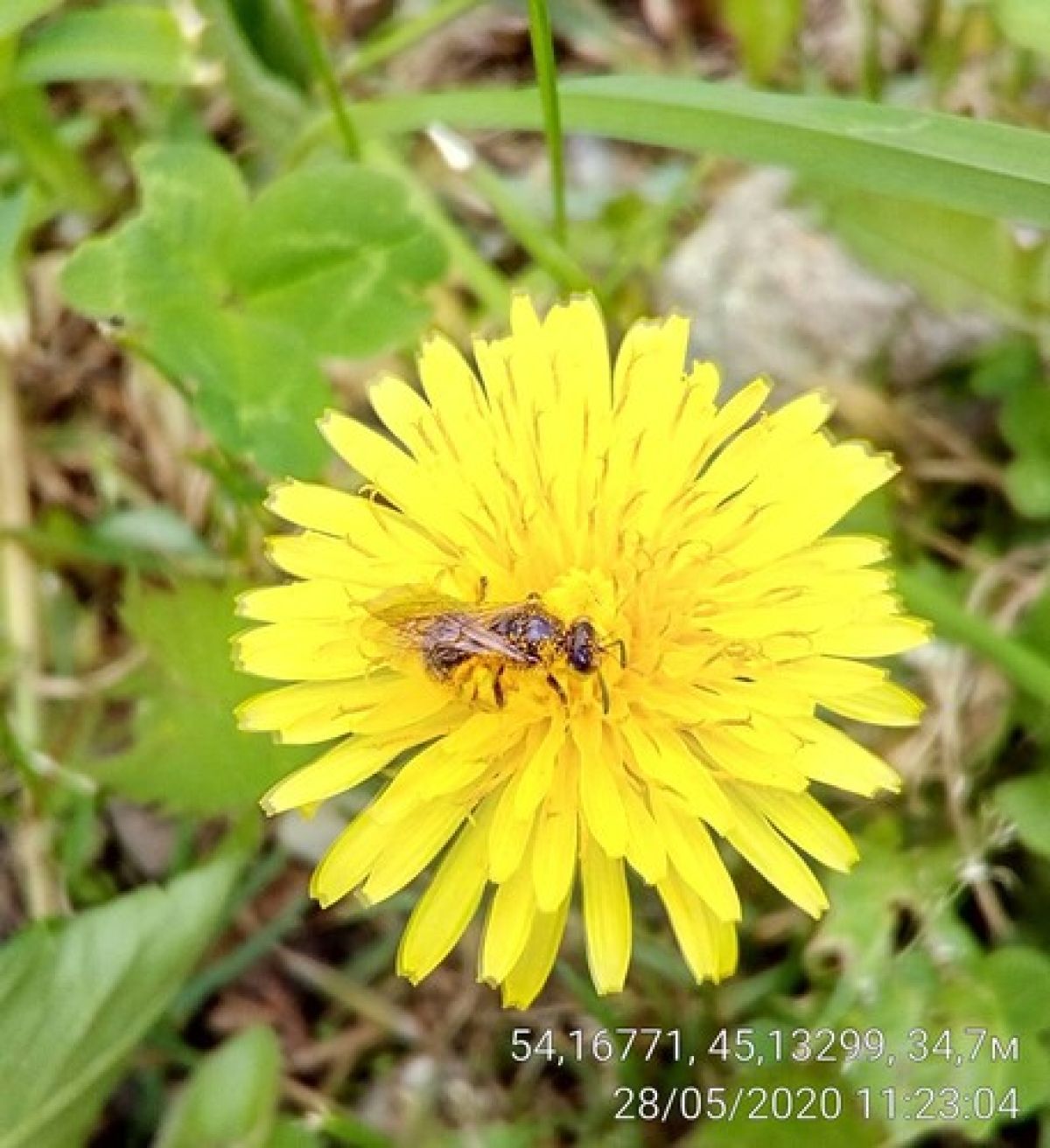 Lasioglossum
