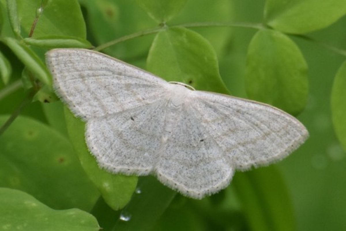 Scopula umbelaria