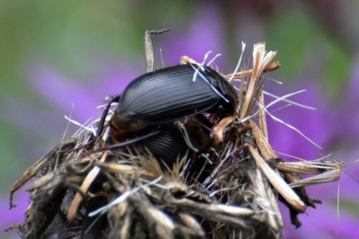 Curtonotus