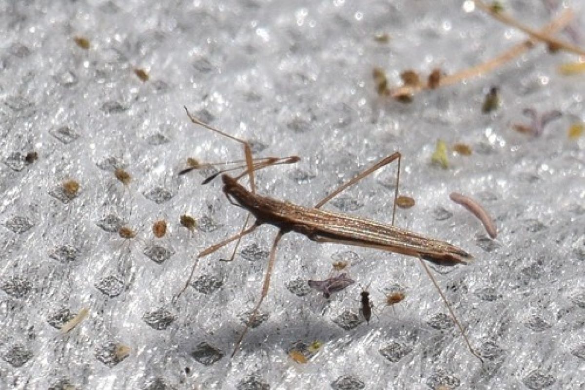 Berytinae