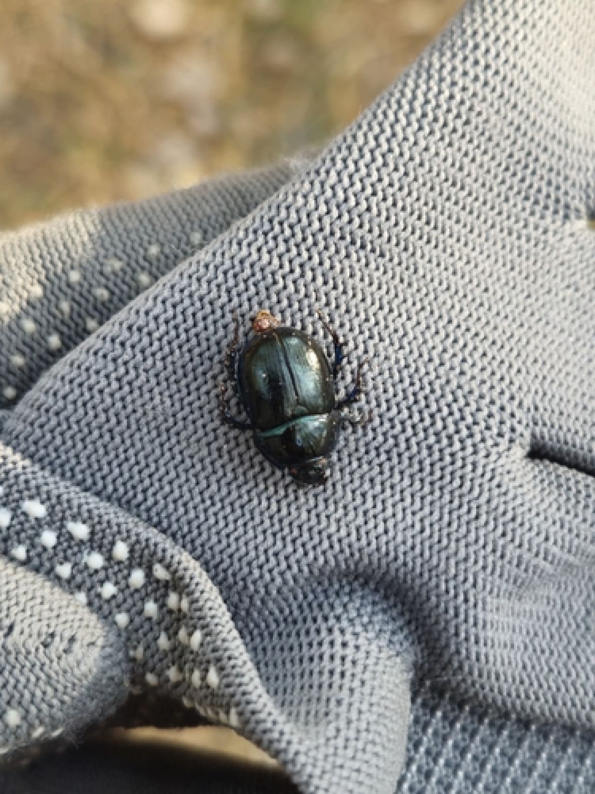 Anoplotrupes
