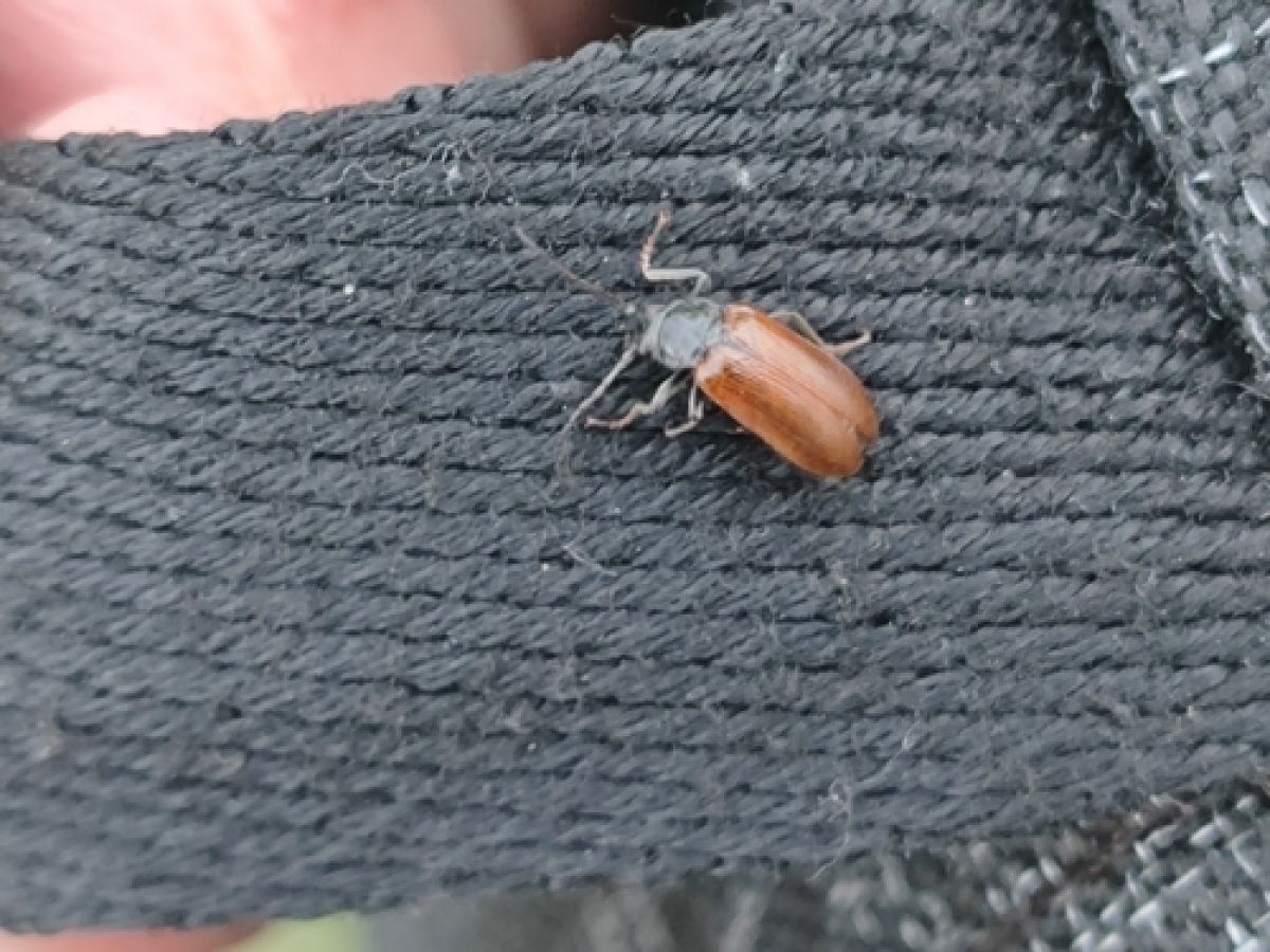 Omophlus lepturoides